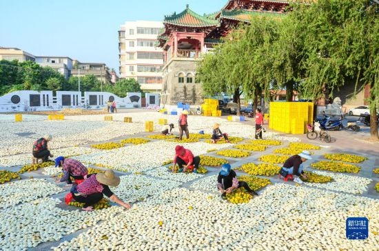 11月25日，在廣東省江門市新會區(qū)一處空地，人們對新會柑皮進行翻皮晾曬。