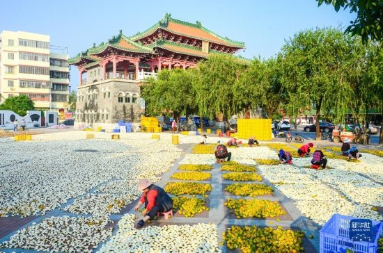 11月25日，在廣東省江門市新會區(qū)一處空地，人們對新會柑皮進行翻皮晾曬。