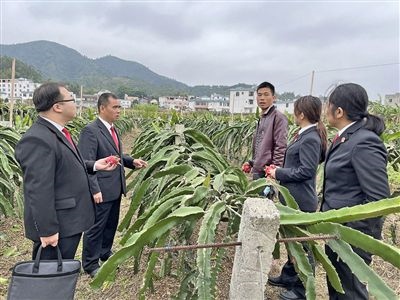  圖④：岑溪法院糯垌法庭法官深入轄區(qū)火龍果基地調(diào)研。