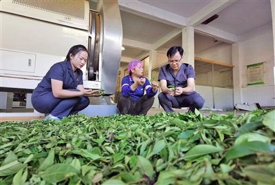  圖③：蒼梧法院六堡法庭法官深入茶企了解企業(yè)生產(chǎn)經(jīng)營情況。