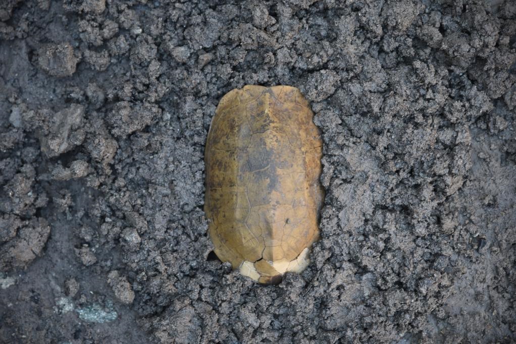 汶溪遺址出土的河姆渡文化早期完整龜甲。寧波市文化遺產(chǎn)管理研究院供圖