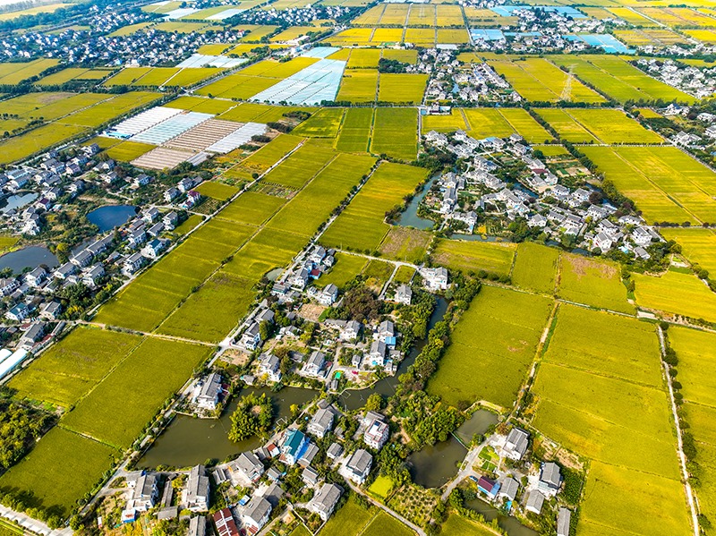 2023年10月22日，浙江海寧市黃灣鎮(zhèn)，金秋時節(jié)，金黃色的稻田與美麗鄉(xiāng)村構(gòu)成一幅寧靜祥和的畫卷。