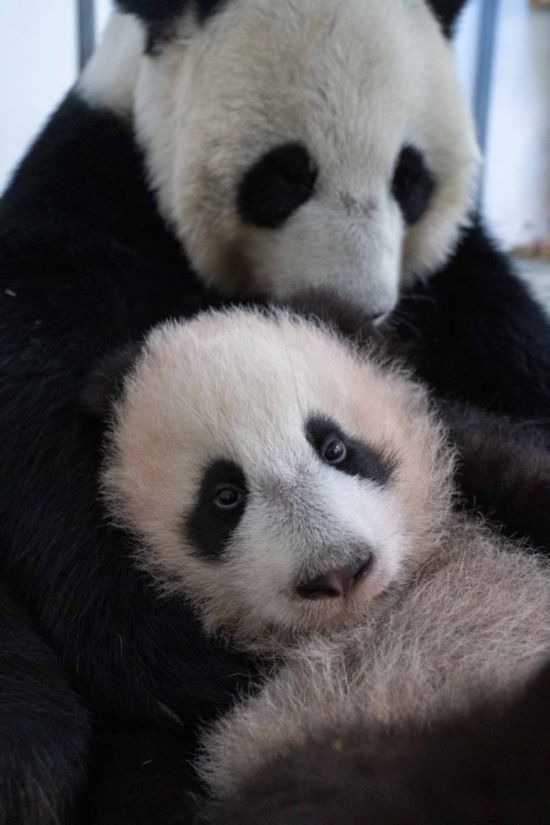  這是2023年12月21日在俄羅斯莫斯科動(dòng)物園拍攝的大熊貓幼崽“喀秋莎”（前）和大熊貓媽媽“丁丁”在一起的照片。新華社發(fā)（莫斯科動(dòng)物園供圖）