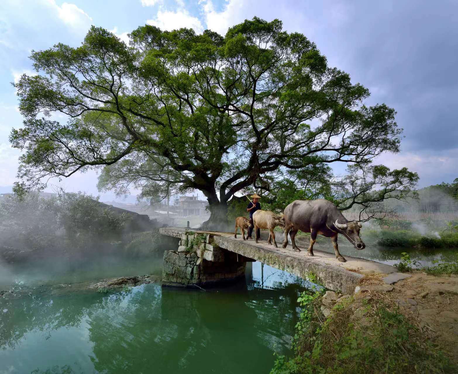 鹿鳴橋。(鄭紀(jì)人物處配圖) 張穎 攝