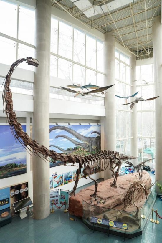 南京古生物博物館展出的馬門溪龍模型。新華社記者李博 攝