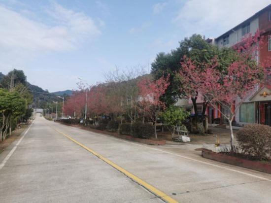 道路兩旁的山櫻花。將樂縣農(nóng)業(yè)農(nóng)村局供圖
