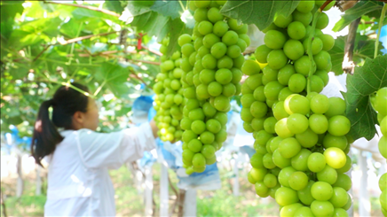 小屯村葡萄園里的陽光玫瑰葡萄。肖俊楠攝