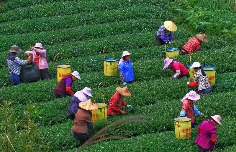 △軍營村茶農(nóng)在茶園采茶。