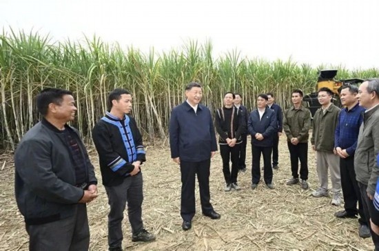 2023年12月14日，習(xí)近平總書記在廣西來賓市國家現(xiàn)代農(nóng)業(yè)產(chǎn)業(yè)園黃安優(yōu)質(zhì)“雙高”糖料蔗基地考察。