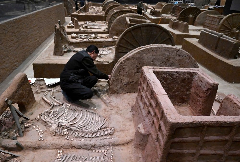 工作人員在殷墟博物館新館的展廳內(nèi)修復(fù)車馬遺跡（2月23日攝）。