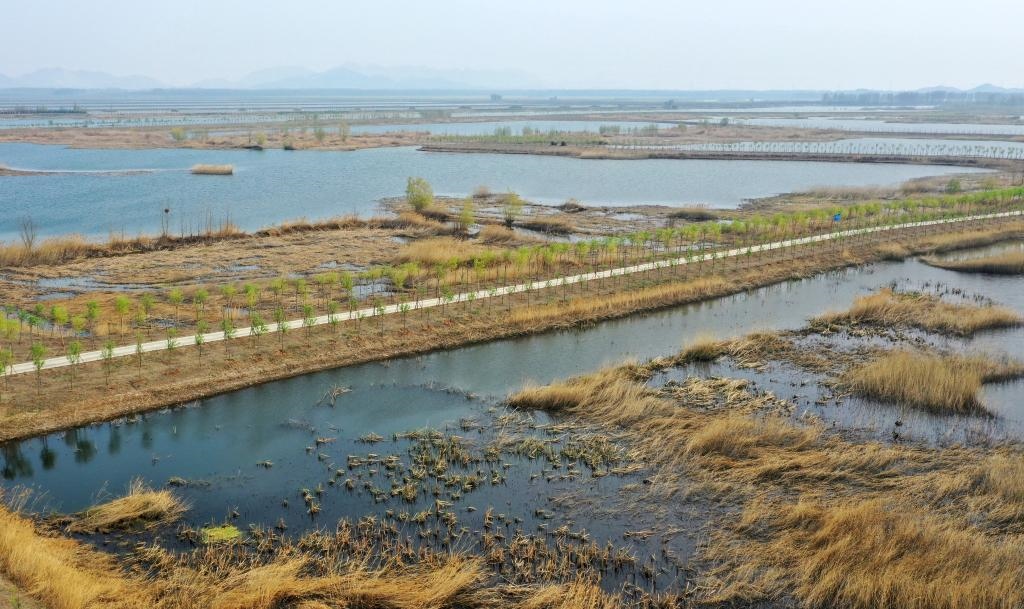 位于天津市薊州區(qū)的于橋水庫(kù)入庫(kù)河口濕地一景（資料照片）。新華社記者李然 攝