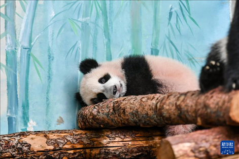 這是3月8日在俄羅斯莫斯科動(dòng)物園拍攝的大熊貓“喀秋莎”。新華社記者 曹陽(yáng) 攝