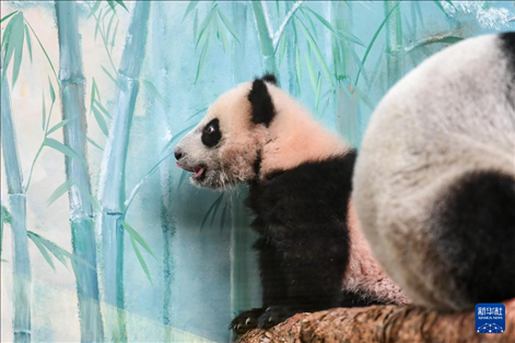 這是3月8日在俄羅斯莫斯科動(dòng)物園拍攝的大熊貓“喀秋莎”。新華社記者 曹陽(yáng) 攝