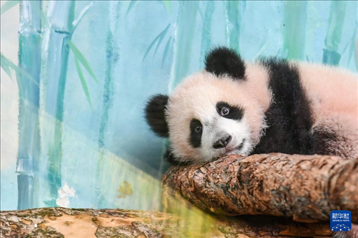 這是3月8日在俄羅斯莫斯科動(dòng)物園拍攝的大熊貓“喀秋莎”。新華社記者 曹陽(yáng) 攝