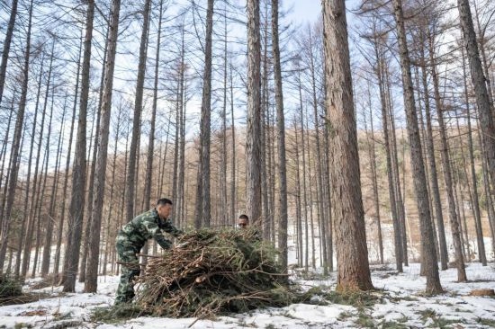 3月14日，在伊春森工集團(tuán)美溪林業(yè)局公司一處森林可持續(xù)經(jīng)營試點(diǎn)樣地，工作人員在整理林下剩余物。新華社記者 謝劍飛 攝