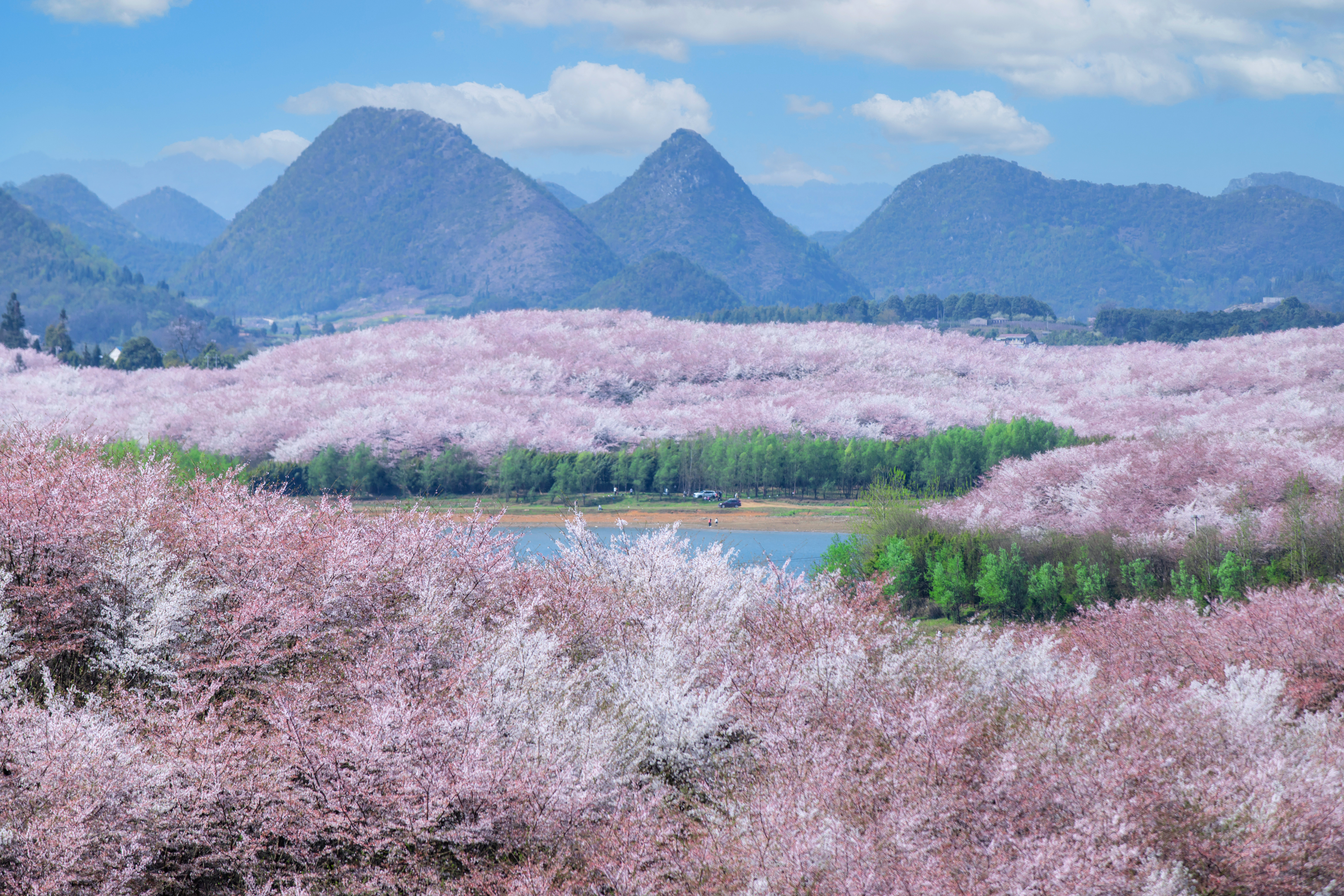 貴安櫻花園內(nèi)萬(wàn)畝櫻花盛放。楊明亮 攝