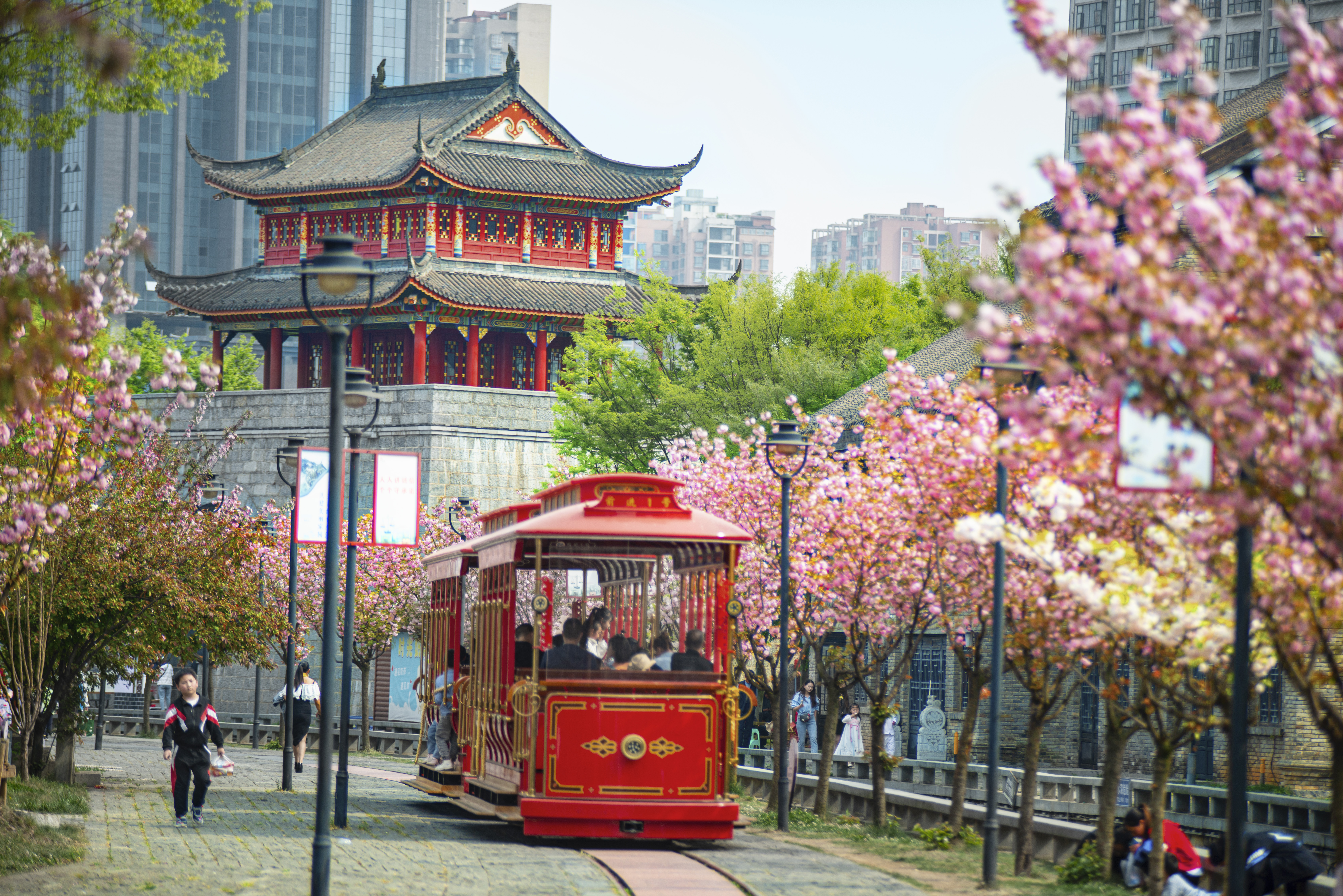 水城古鎮(zhèn)櫻花綻放，游客乘坐觀光小火車游覽美景。何育勇 攝