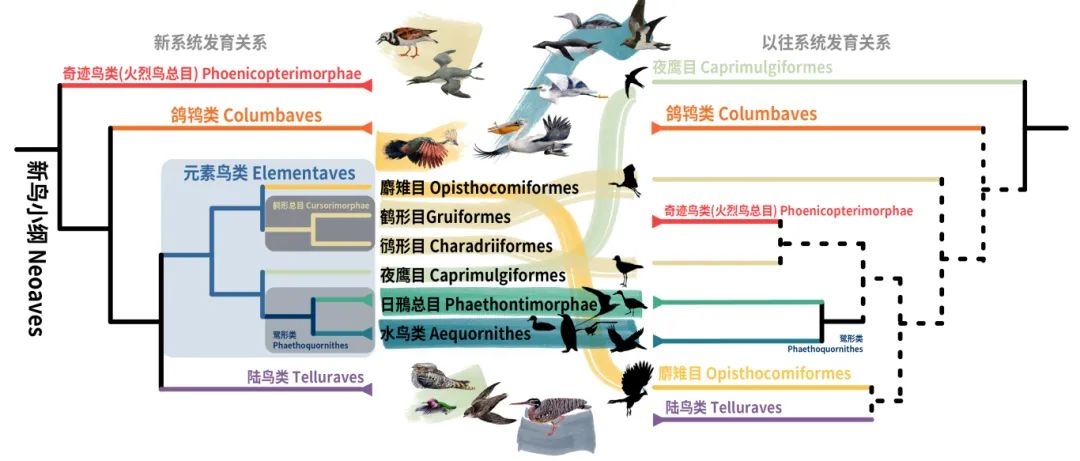 新鳥小綱主要類群的分類變動(dòng)。浙江大學(xué)供圖