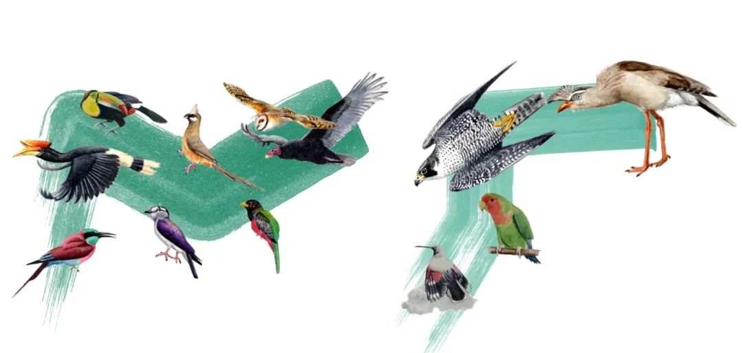 陸鳥類。浙江大學(xué)供圖