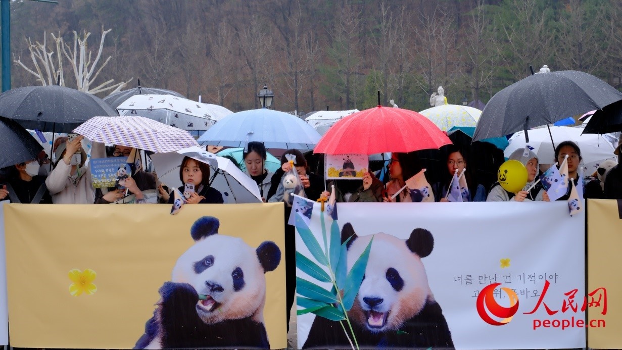 粉絲們在雨中為“福寶”送行。 人民網(wǎng) 李帆攝