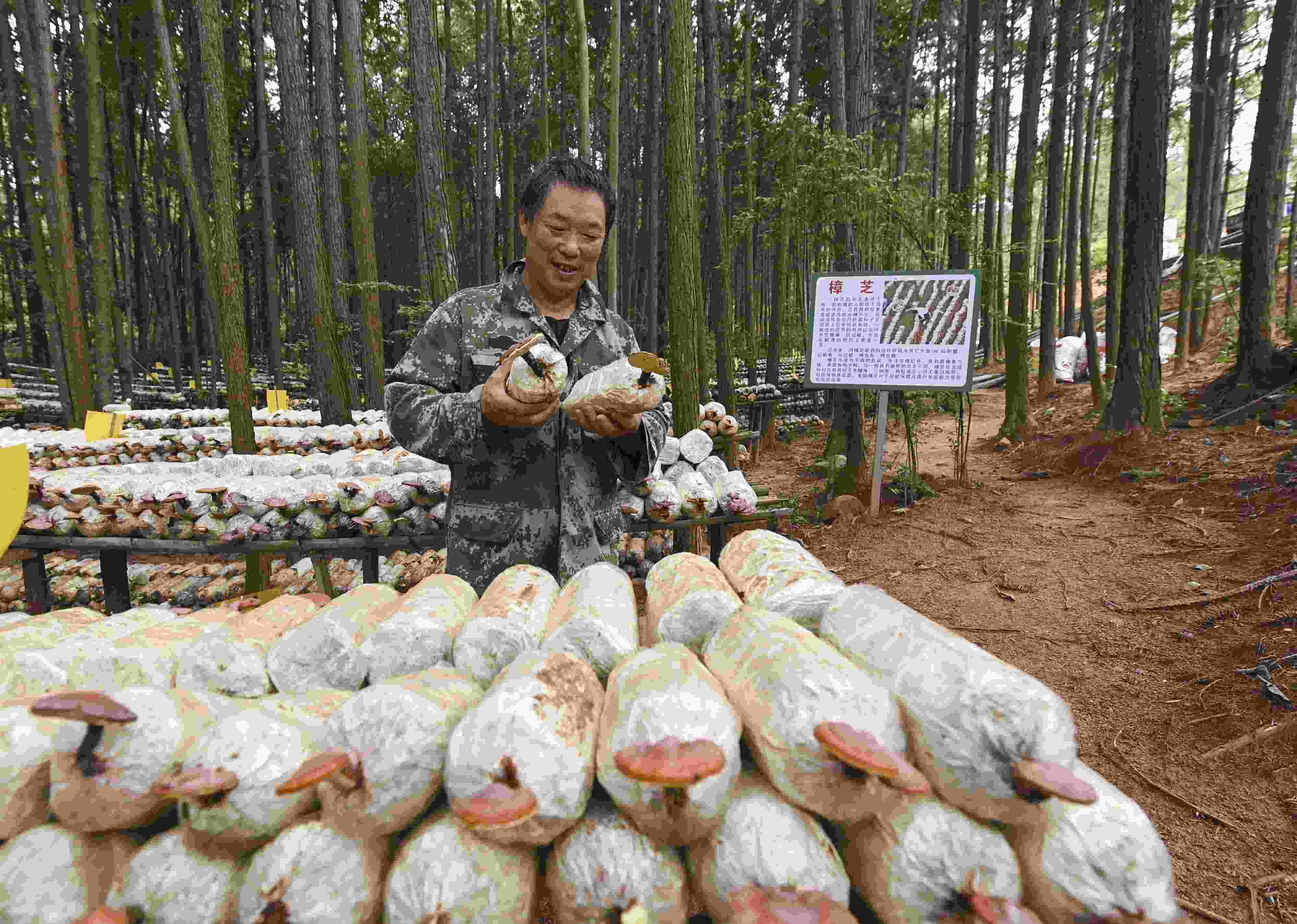 2023年9月21日，江西省撫州市，廣昌縣旴江生態(tài)公益林場，種植戶正在查看樟芝等食用菌的生長情況。