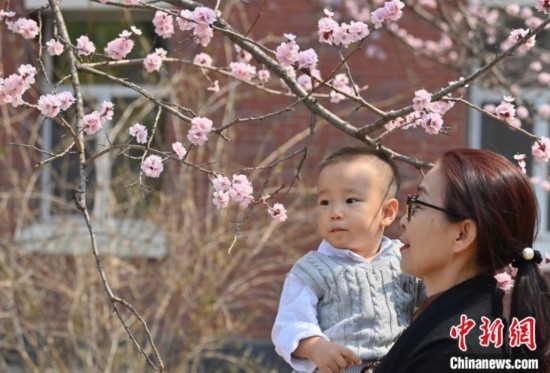 4月21日，游客在吉林大學(xué)南嶺校區(qū)賞花。張瑤 攝
