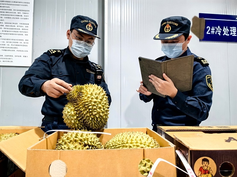 海關關員對中老鐵路裝載進境榴蓮進行查驗。黃中磊攝