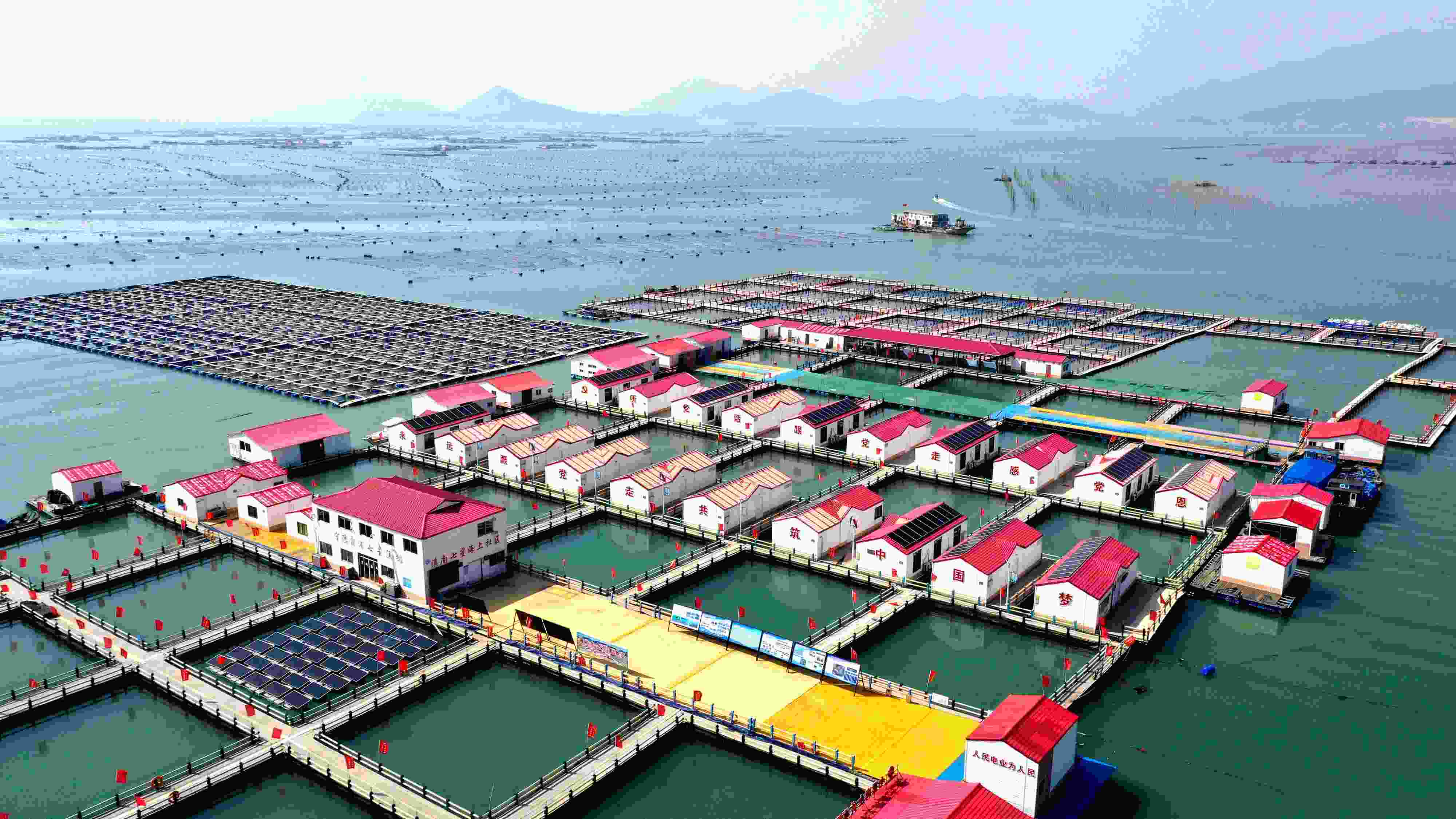 2024年3月20日，福建省寧德市，霞浦縣溪南鎮(zhèn)七星村漁排養(yǎng)殖示范區(qū)，漁民駕駛養(yǎng)殖船進(jìn)行海參養(yǎng)殖作業(yè)。