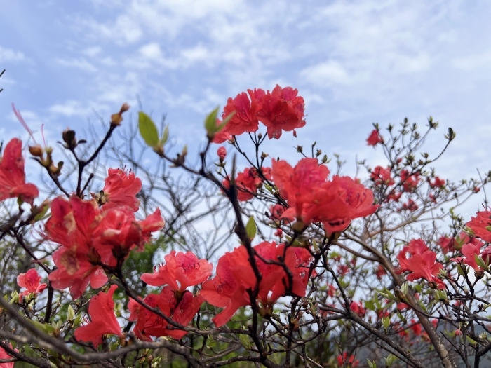 陽明山的杜鵑花。人民網(wǎng) 高清揚攝