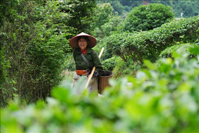 2024年4月24日，湖南省衡陽市耒陽市龍?zhí)伶?zhèn)江頭貢茶葉種植專業(yè)合作社，村民在茶山采摘茶葉，實現(xiàn)了家門口就業(yè)。