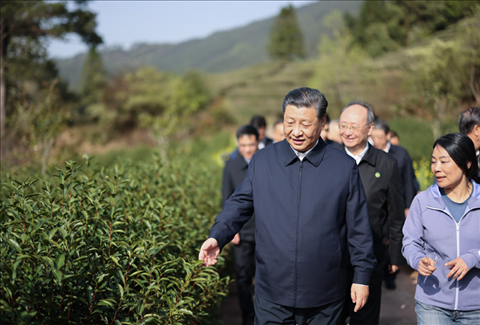 2021年3月22日下午，習近平在福建省南平市武夷山市星村鎮(zhèn)燕子窠生態(tài)茶園，察看春茶長勢，了解當?shù)夭璁a(chǎn)業(yè)發(fā)展情況。