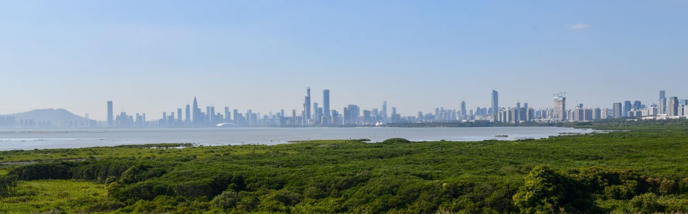  深圳福田紅樹林濕地（2024年1月19日攝）。在深圳，茂密的紅樹林東起新洲河口、西至深圳灣公園，懷抱城市中心區(qū)域，沿海岸線形成了長約6公里的“綠色長城”，為每年數(shù)以十萬計的候鳥留下彌足珍貴的國際遷徙通道。