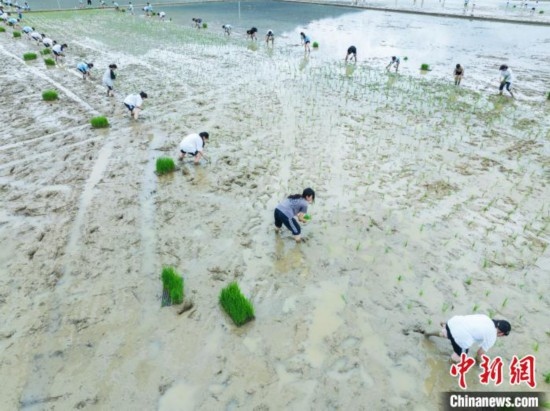 圖為5月21日，航拍綏陽縣旺草中學(xué)學(xué)生在旺草萬畝大壩體驗(yàn)插秧。唐哲 攝