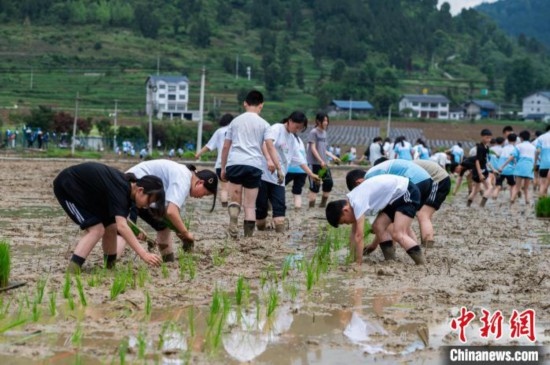 圖為5月21日，綏陽縣旺草中學(xué)學(xué)生在旺草萬畝大壩體驗(yàn)插秧。唐哲 攝
