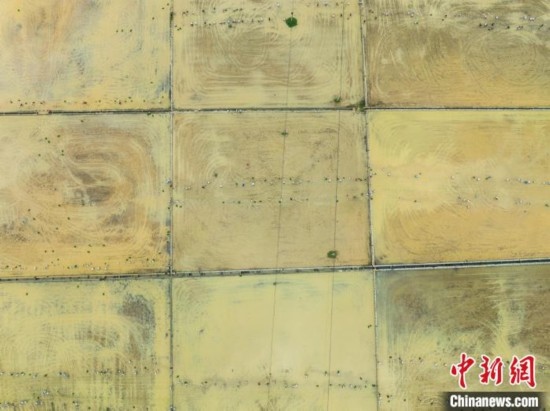 圖為5月21日，航拍綏陽縣旺草中學(xué)學(xué)生在旺草萬畝大壩體驗(yàn)插秧。唐哲 攝