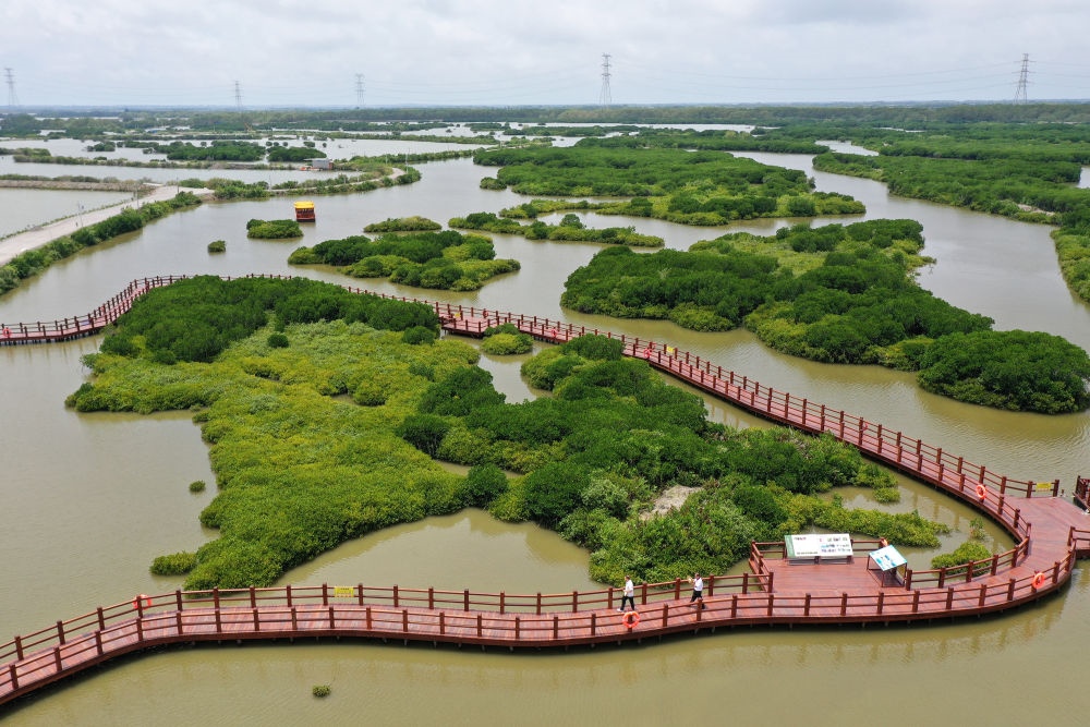 在廣東省湛江市金牛島拍攝的紅樹林（2023年5月25日攝，無人機照片）。