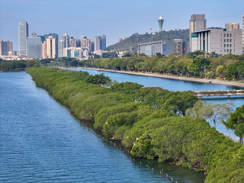 福建廈門筼筜湖紅樹林種植帶（2024年1月24日攝，無人機照片）。