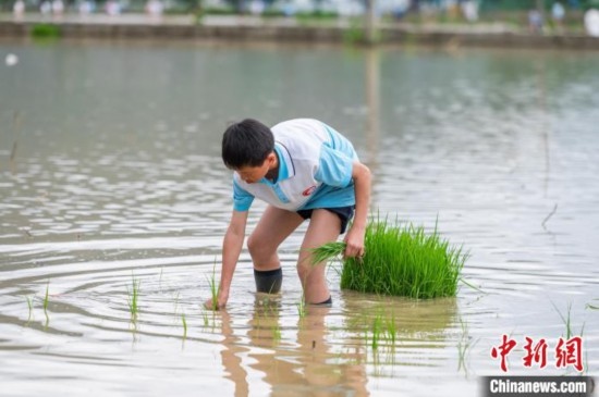 圖為5月21日，一名學(xué)生在綏陽縣旺草萬畝大壩體驗(yàn)插秧。唐哲 攝