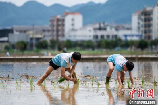 圖為5月21日，兩名學(xué)生在綏陽縣旺草萬畝大壩體驗(yàn)插秧。唐哲 攝