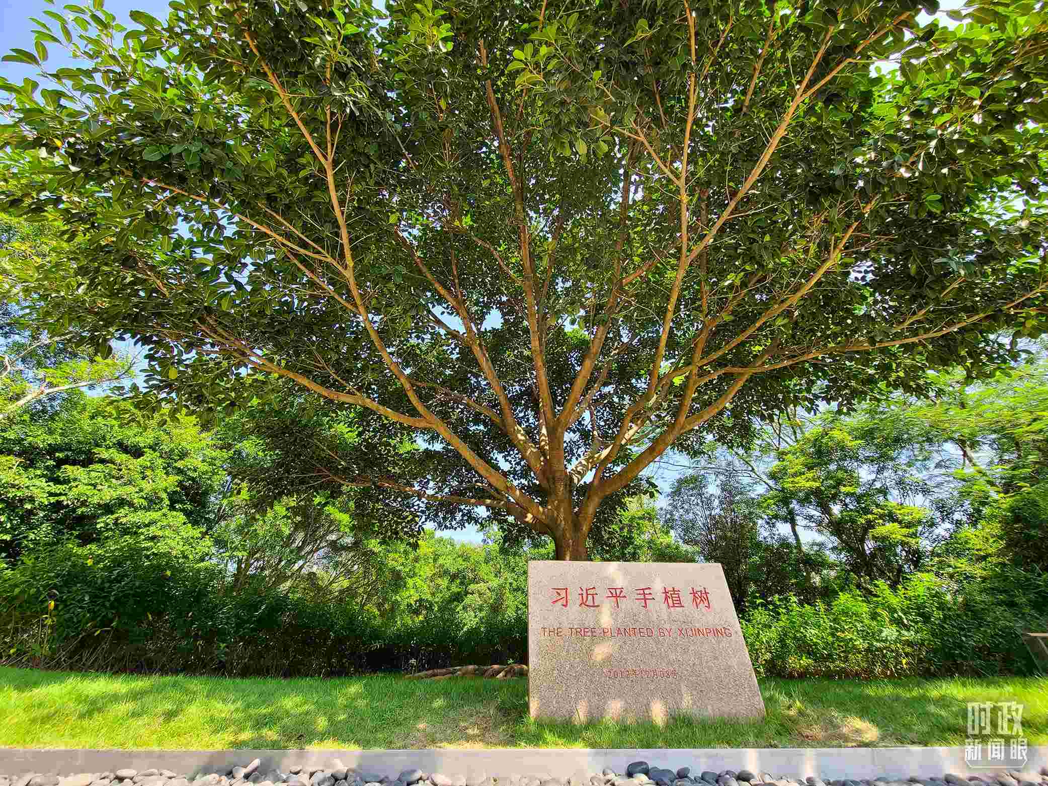 習(xí)近平2012年在深圳蓮花山公園種下的高山榕樹(shù)已枝繁葉茂。（總臺(tái)央視記者趙化拍攝）