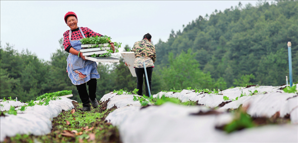 貴州省畢節(jié)市赫章縣平山鎮(zhèn)中山社區(qū)農(nóng)戶(hù)在田里搬運(yùn)辣椒苗（2024 年 4 月 20 日攝）韓賢普攝 / 本刊