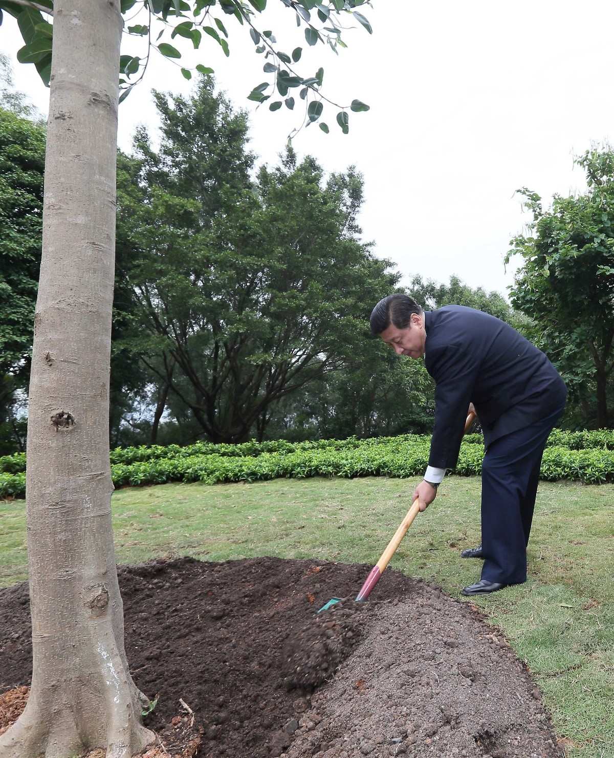 2012年12月8日，習(xí)近平在深圳蓮花山公園種下一棵高山榕樹(shù)。
