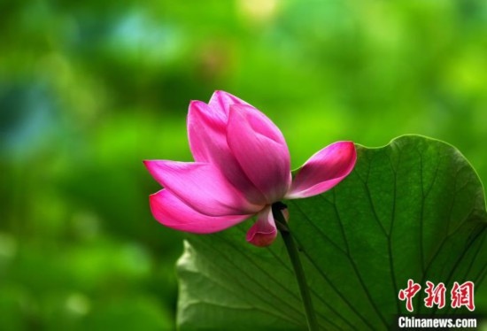 6月19日，時(shí)值一年畢業(yè)季，四川大學(xué)望江校區(qū)荷花池里的荷花盛開(kāi)，成為了畢業(yè)生們的打卡圣地，吸引了眾多畢業(yè)生拍照留念。圖為盛開(kāi)的荷花。中新社記者 安源 攝