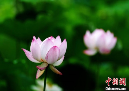 6月19日，時(shí)值一年畢業(yè)季，四川大學(xué)望江校區(qū)荷花池里的荷花盛開(kāi)，成為了畢業(yè)生們的打卡圣地，吸引了眾多畢業(yè)生拍照留念。圖為盛開(kāi)的荷花。中新社記者 安源 攝