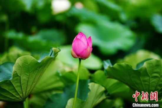6月19日，時(shí)值一年畢業(yè)季，四川大學(xué)望江校區(qū)荷花池里的荷花盛開(kāi)，成為了畢業(yè)生們的打卡圣地，吸引了眾多畢業(yè)生拍照留念。圖為含苞待放的荷花。中新社記者 安源 攝
