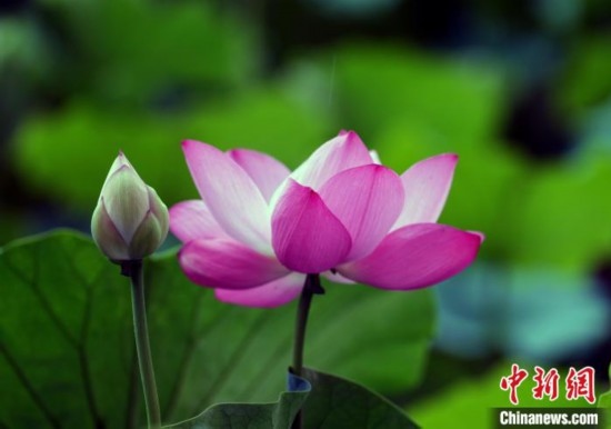 6月19日，時(shí)值一年畢業(yè)季，四川大學(xué)望江校區(qū)荷花池里的荷花盛開(kāi)，成為了畢業(yè)生們的打卡圣地，吸引了眾多畢業(yè)生拍照留念。圖為盛開(kāi)的荷花。中新社記者 安源 攝