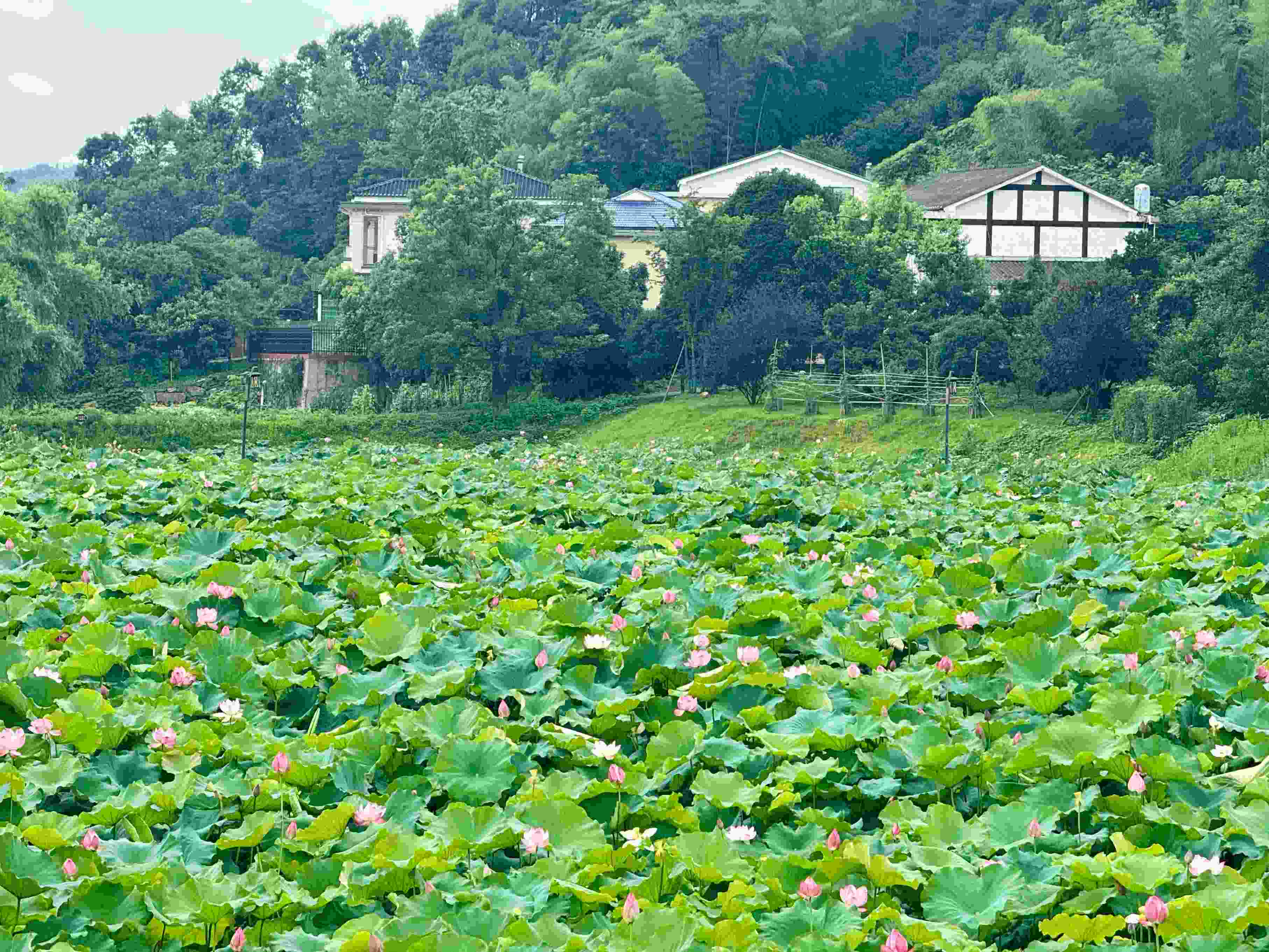 在湖南省益陽(yáng)市清溪村，滿池荷花競(jìng)相綻放。人民網(wǎng)記者 劉微攝