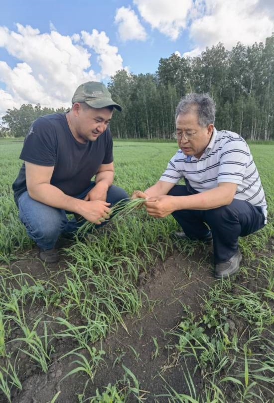 6月21日，西北農(nóng)林科技大學(xué)張正茂教授（右）在哈薩克斯坦北哈州農(nóng)業(yè)科技示范園與當(dāng)?shù)貙＜艺{(diào)查小麥苗情。新華社發(fā)（受訪者供圖）