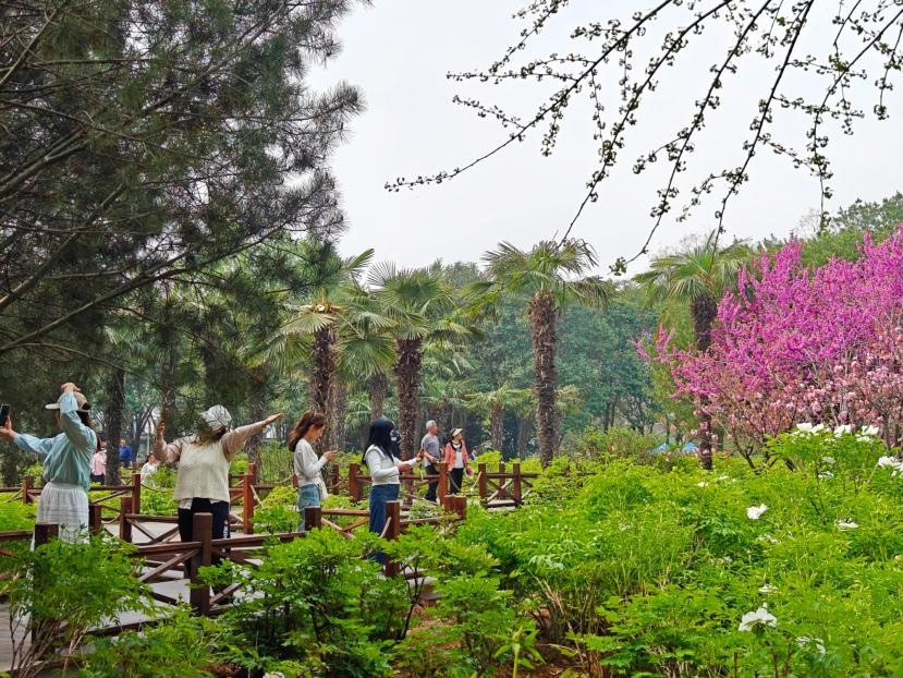 在河南省洛陽市中國國花園，游客漫步花海、自拍留念。人民網(wǎng) 王雅蝶攝