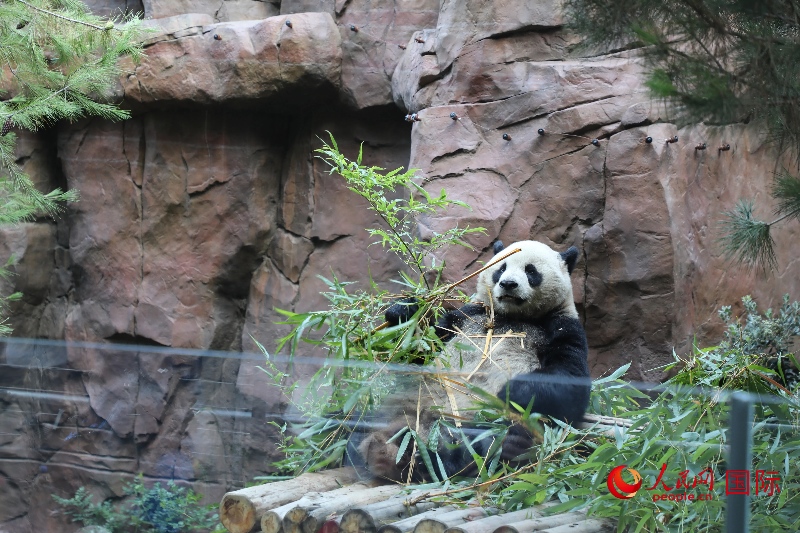 2、“云川”和“鑫寶”落戶圣迭戈動物園，開啟了新一輪中美大熊貓保護(hù)合作。 人民網(wǎng)記者 李志偉攝 (1)